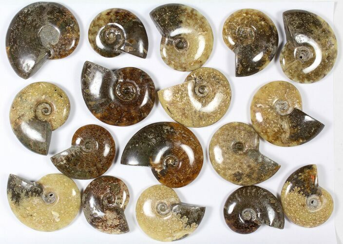 Lot: KG Madagascar Polished Ammonites (-) - Pieces #79354